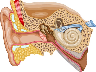 vestibular1